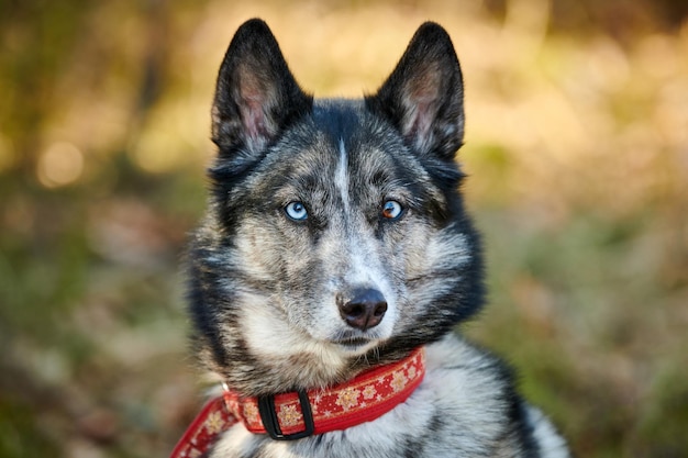 Siberian Husky dog portrait with blue eyes and gray coat color cute sled dog breed