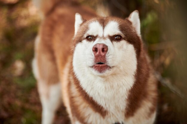 Photo siberian husky dog portrait with brown eyes and red brown color cute sled dog breed