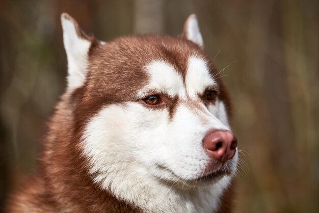 Photo siberian husky dog portrait with brown eyes and red brown color cute sled dog breed