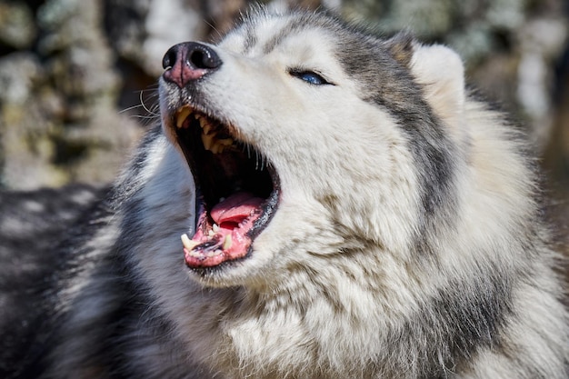 Siberian Husky dog profile portrait with black gray white coat color cute barking sled dog breed