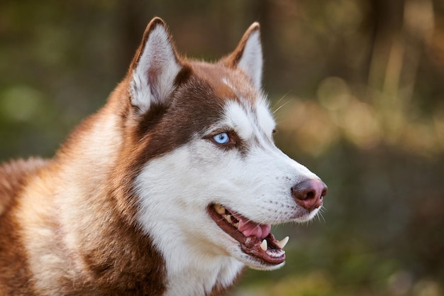 Siberian Husky dog profile portrait with blue eyes and brown white color cute sled dog breed