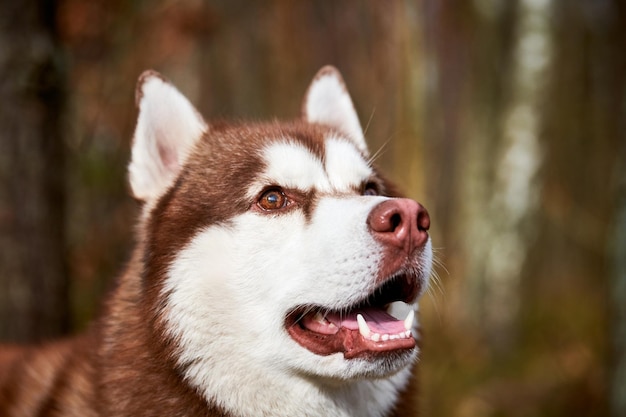 Siberian Husky dog profile portrait with brown eyes and red brown color cute sled dog breed