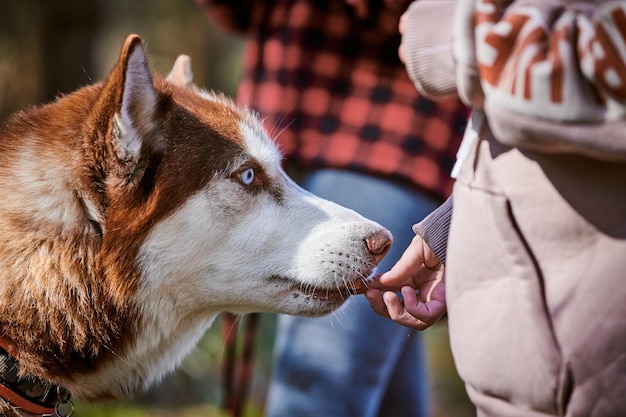 Siberian Husky dog sniffs yummy meal in owner hand cute brown white Husky dog waiting for rewards