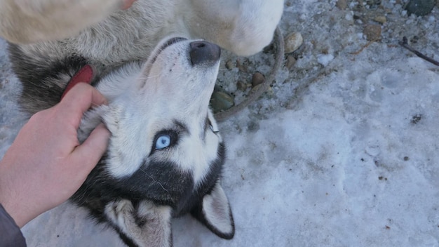 Siberian husky dog in snow winter nature