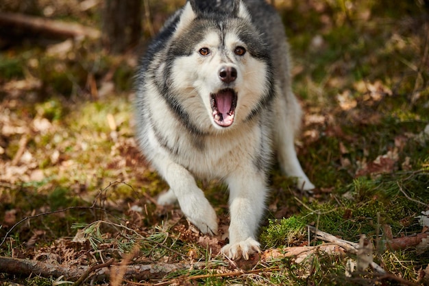 Siberian Husky dog surprised barking on forest grass barking Husky dog portrait