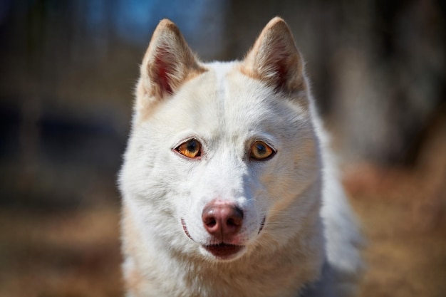 Siberian Husky dog with huge eyes funny surprised Husky dog with confused big eyes excited doggy