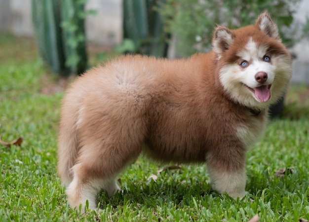 Siberian Husky on the field puppyxA