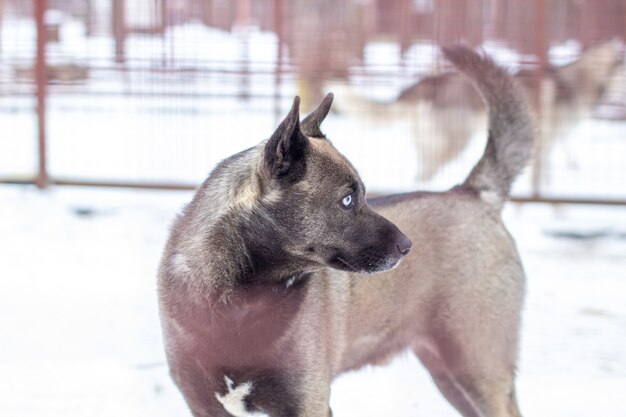 Siberian husky is kept in a kennel, in an aviary. High quality photo