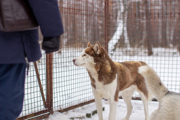 Siberian husky is kept in a kennel, in an aviary. High quality photo