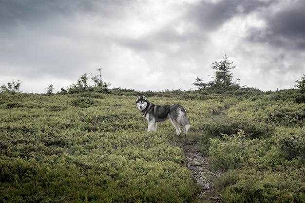 The Siberian Husky is a very intelligent breed that39s active alert and gentle