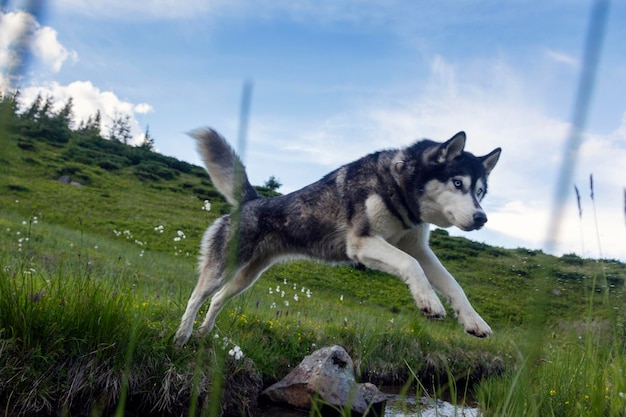 The Siberian Husky jumping over the river dog which combines power speed and endurance