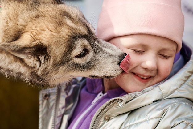 Siberian Husky puppy licking little girl face happy friendship of dog and little child