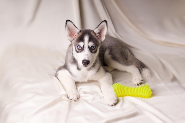 Siberian husky puppy on a light background. Dogs with a toy