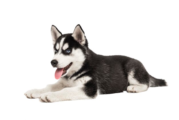 Siberian husky puppy months old lying in front of white background