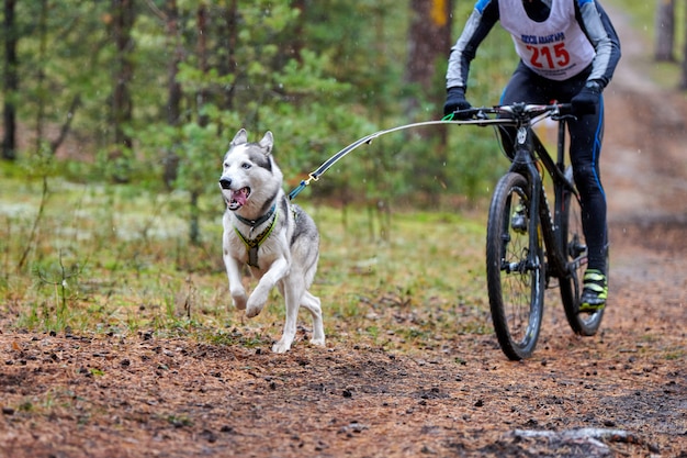 Siberian husky running near bicycle