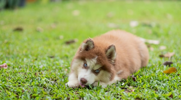 Siberian Husky sleeping on the fieldxA