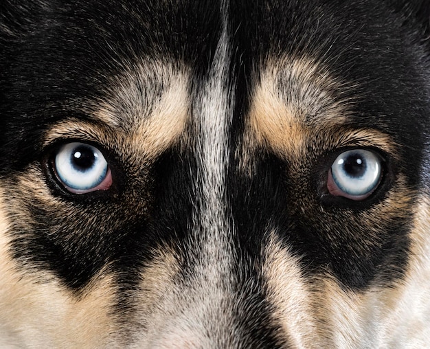 Siberian husky in studio