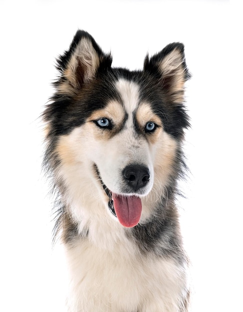 Siberian husky in studio