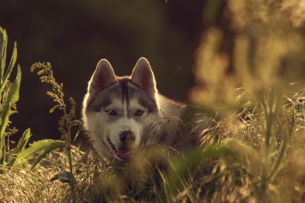 Siberian husky walks in the grass