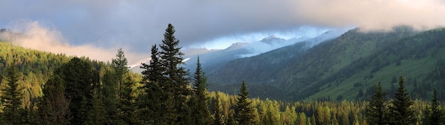 Siberian mountain taiga, spruce forest, sunset sky, panorama, Altai