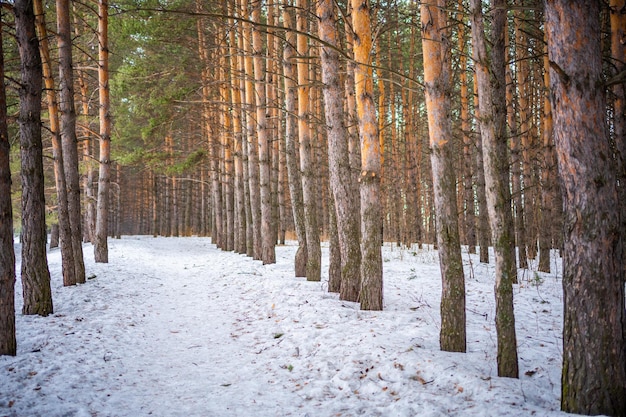 Siberian pine forest near kemerovo siberia russia