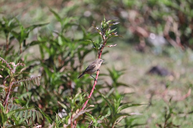 Siberian stonechat bird (Saxicola maurus)