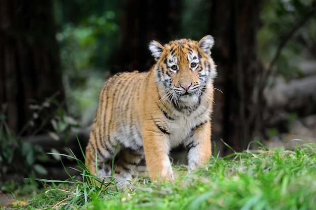 siberian tiger cub in grass