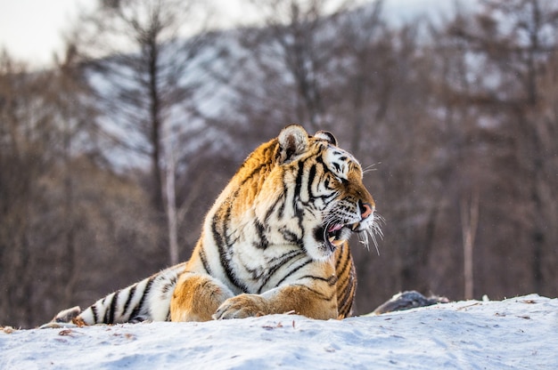 Siberian tiger lying on a snow covered hill