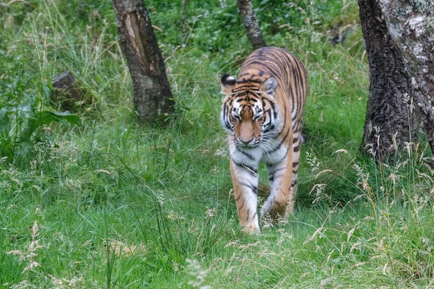 Siberian Tiger (Panthera tigris altaica) or Amur Tiger walking around his territory