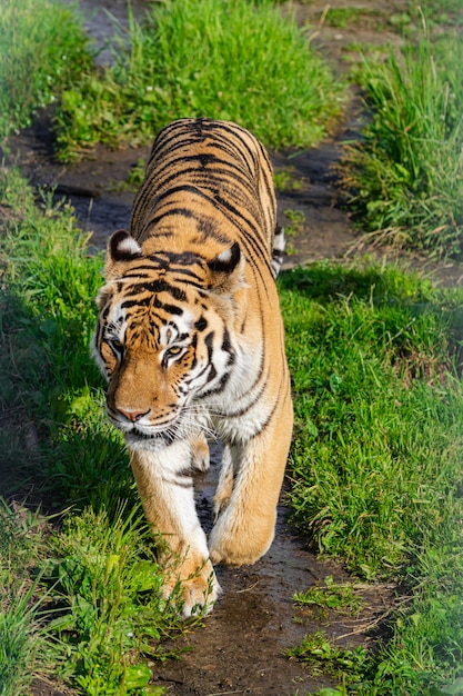 Siberian tiger, (Panthera tigris altaica), walking along a dirt road with vegetation, with afternoon sunlight