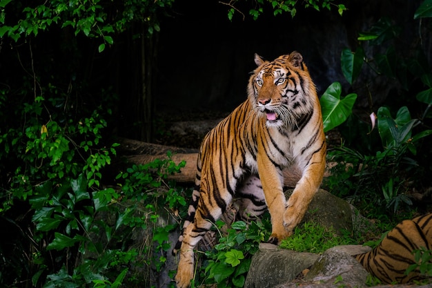 The Siberian tiger (Panthera tigris tigris) also called Amur tiger