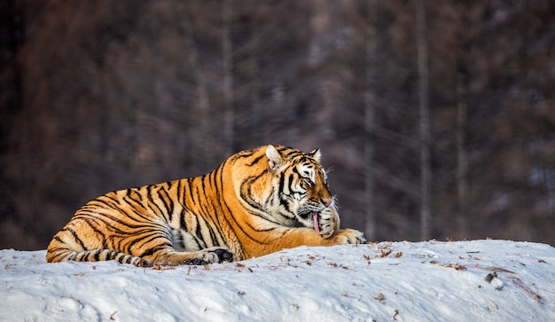 Siberian tiger on a winter day