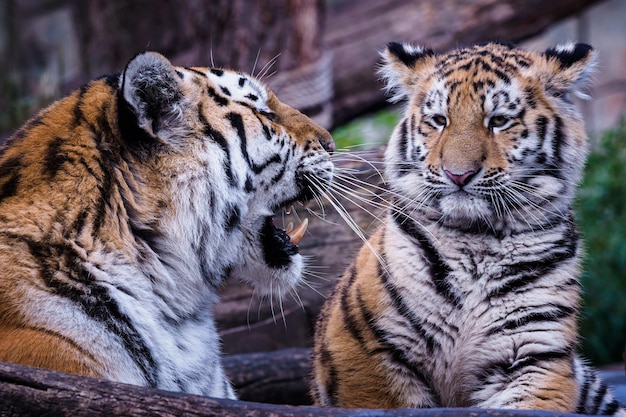 Siberian tiger with cub Panthera tigris altaica