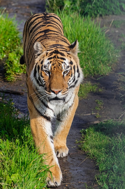 Siberian tiger