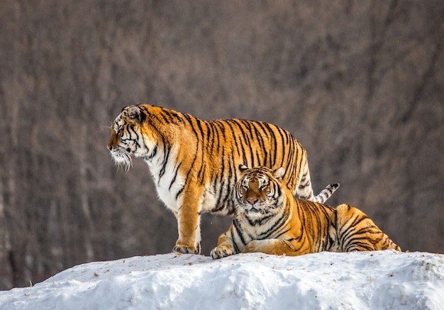 Siberian tigers on a winter day