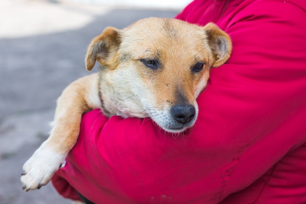 Sick dog is in hands of woman