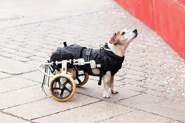 A sick dog in a wheelchair looks at the owner plaintively