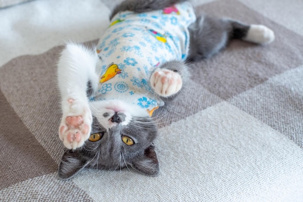 Sick domestic cat lies after surgery at home on sofa in clothes postoperative bandage care of pet af