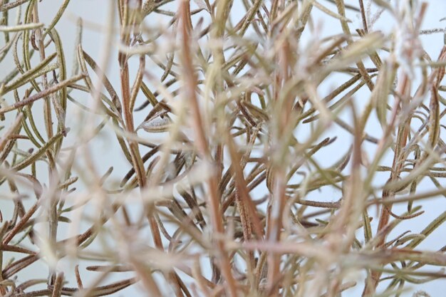 Sick dry houseplant flower Blight