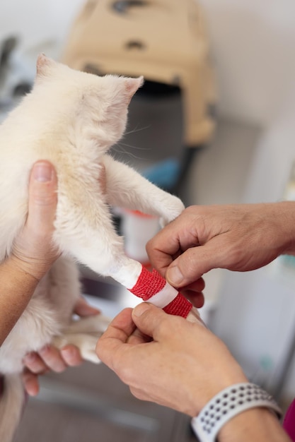 Sick kitten receiving treatment at veterinary clinic