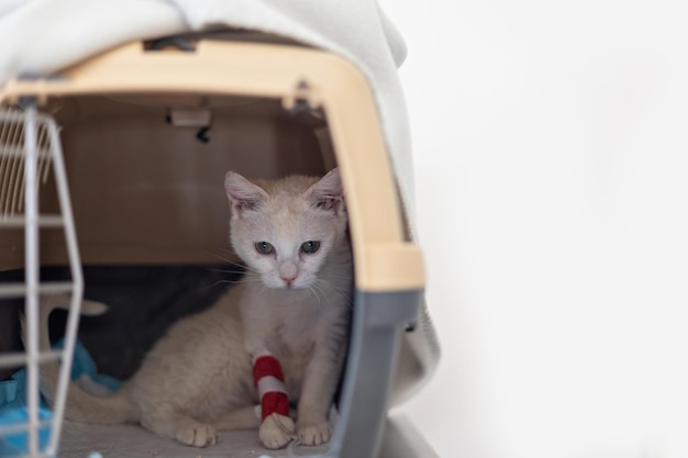 Sick white kitten in its box receiving treatment in veterinary clinic