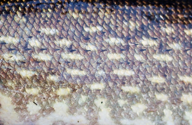 Side pike Skin of a fish with scales