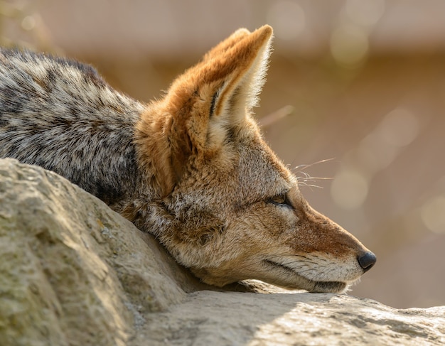 Side portrait of black backed jackal (Canis mesomelas) laying on rock ears forward in zoo