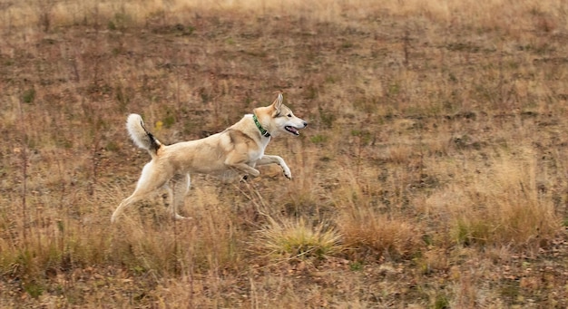 Side view of active mixed breed dog running fast in autumn leafless forest with dry grass