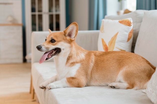 Side view of adorable dog on couch