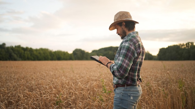 Side view of bearded man in checkered shirt and hat browsing tablet while checking cereal crops in a