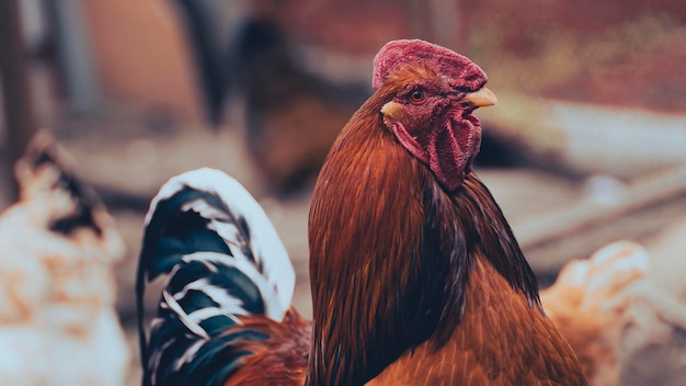 Side view of bright red rooster with brown plumage and pointed beak standing on blurred background