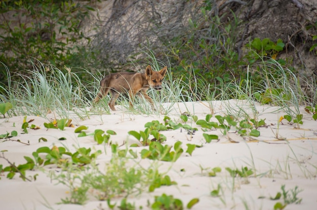 Side View of Canis Lupus Dingo Baby Walking on a Beach Between GrassWild Life Concept