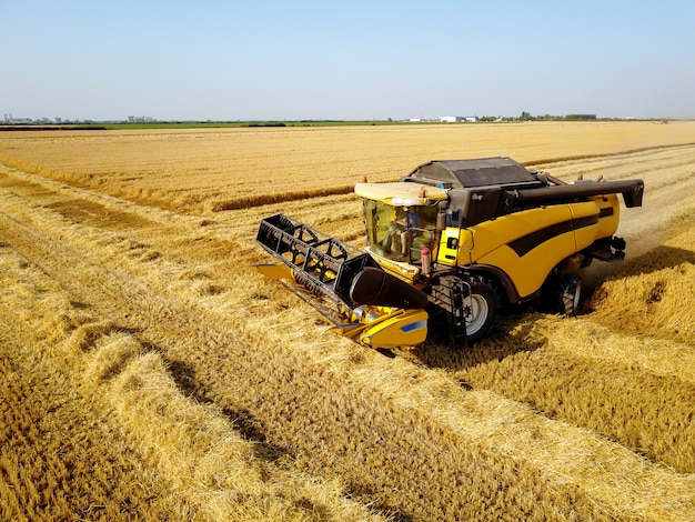 Side view of combine harvester machine while working in the wheat field on a sunny day.