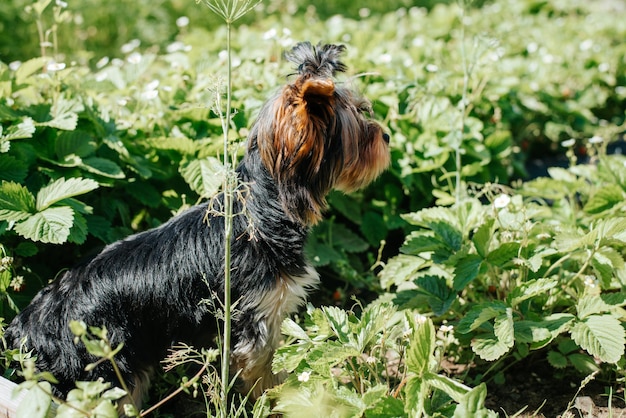 Side view of a cute dog Yorkshire terrier sitting in the garden on a sunny summer day and looking away